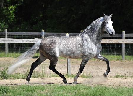 Smart Trot - spanish, grey, horses, dappled, andalusian