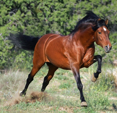 Beauty in the field - spanish, horses, bay, andalusian