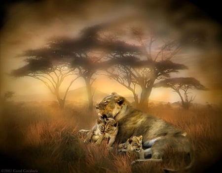 Lions - animal, wildlife, lion, jungle