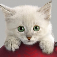 Christmas kitty