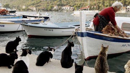 Dinner time - fishing, cute, boats, cats