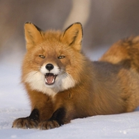 Red fox in snow