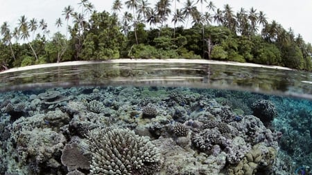 crystal clear - nature, beach, photography, island, water, fish, tropical