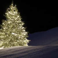 lighted christmas tree