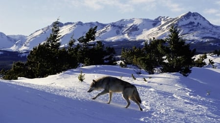 Wolf wonderland - landscape, winter, mountain, wolf