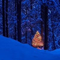 Christmas tree in the woods