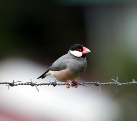 Java Sparrow - java, adorable, barbed, cute, sparrow, wire