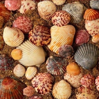 Seashells.