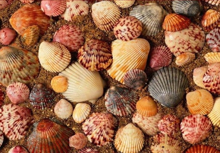 Seashells. - shell, seashell, colour, shape