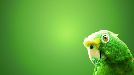 Green Parrot - bird, nature, green, cute, parrot