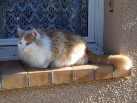 Cat in Window - in window, cat, cool, picture