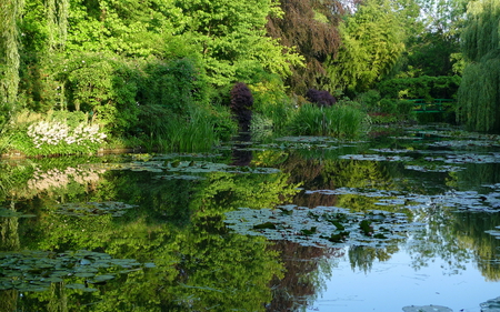 Park. - nature, garden, lake, willow, tree, park, waterlily, bridge