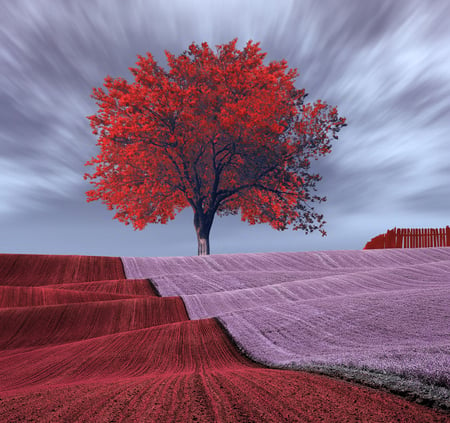 Surreal Rolling Fields - red, purple, beautiful, rolling, surreal, tree, fields