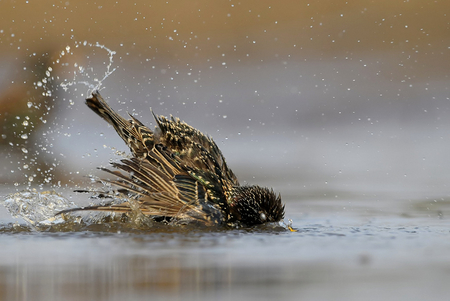 bathing - bird, water, nature, pond, bathing