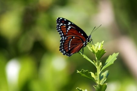 Viceroy Butterfly - nature, butterfly, viceroy butterfly, beautiful, animals, viceroy, butterflies