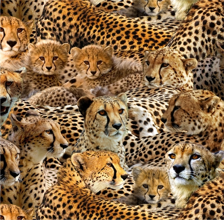 Cheetahs