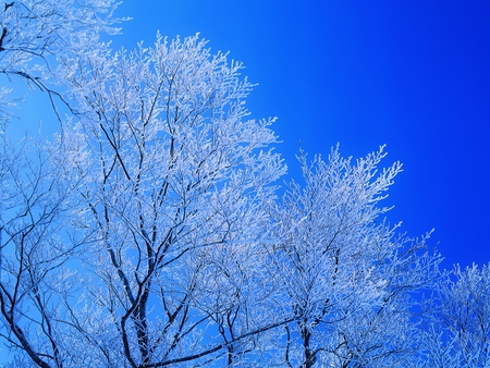 Blue Sky - sky, tree, nature, blue