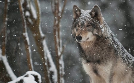 Wolf - wolf, nature, snow, beautiful, animals, winter, dogs