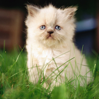 Cute Persian Kitten