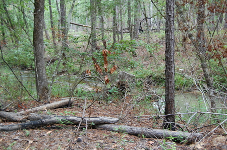 the hidden path - beautiful, pine trees, forests, nature