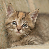 Cute Kitty