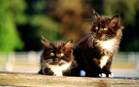 Adorable Kittens - black kittens, adorable, kitty, animals, kittens, kitten, beautiful, cats, sweet, cute