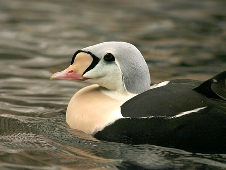 Beautiful Duck