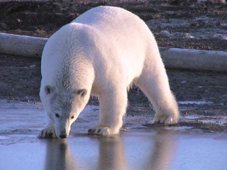 Polar Bear - beautiful, polar bear, cool, picture