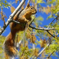 Squirrel on Tree