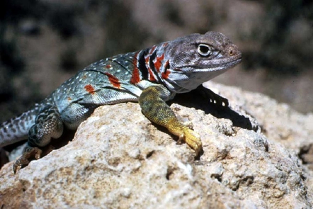 Lizard - lizard, beautiful, cool, picture