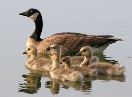 Duck w Chicks - duck, picture, cool, chicks