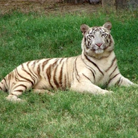 White Tiger