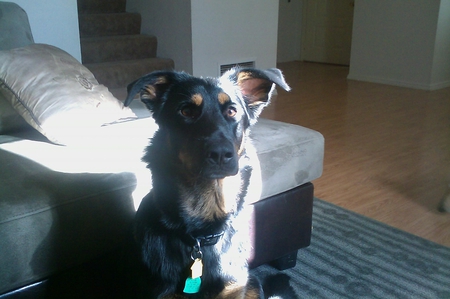 Sky by couch - tan, black, dog, german shepherd