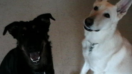 Sky & Camie - black, german sheperds, dog, white