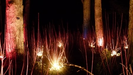 mysteries forest - black, grass, night, light, tree