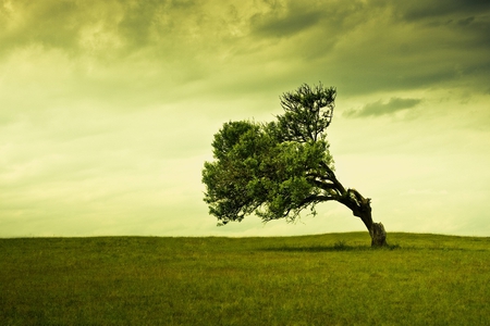 It Can Stand Alone..Me? - wind, tree, beautiful, sky