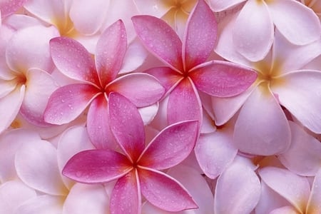 Pink Flowers - pretty, flowers, pink, beautiful