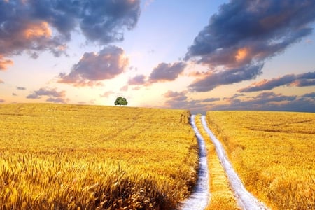 The Way To Your Dream - dream, field, yellow, road