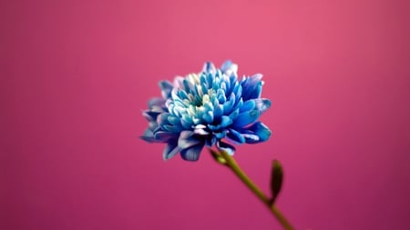 Blue In Pink - flowers, beautiful, pink, blue