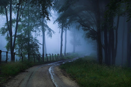 Frostbound Wood - bend, curve, road, forest, fence, tree, path, mist, woods