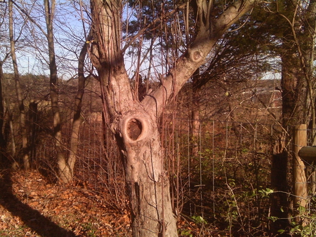 Hole in Tree - bark, fence, woods, tree, hole