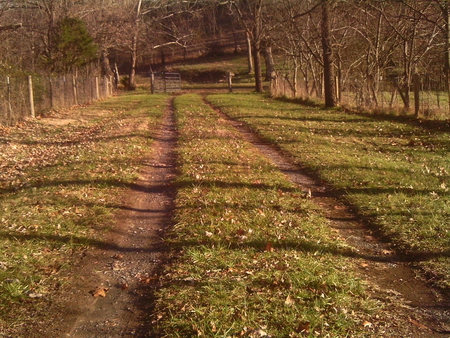 Road to pasture - road, grass, trees, fence