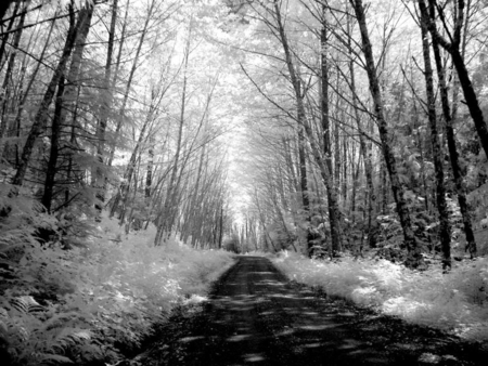 Snowy Forest Road - sky, trees, road, snow