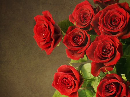 Red roses - nature, flowers, roses, red