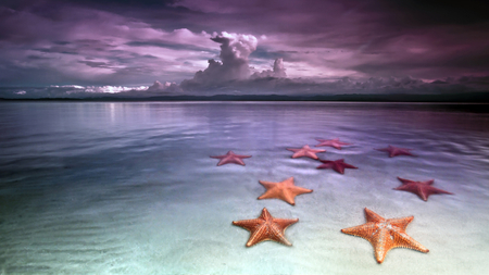 Stars of the Sea - starfish, purple, beach, beautiful, clouds, sunset