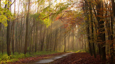 Forest Road - trees, forest, trail, beautiful, leaves, road, foliage