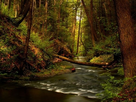 Forest. - river, forest, waterfall, tree