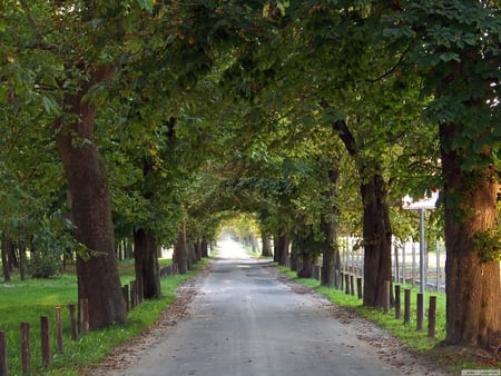 Road. - nature, fence, tree, grass, road, path