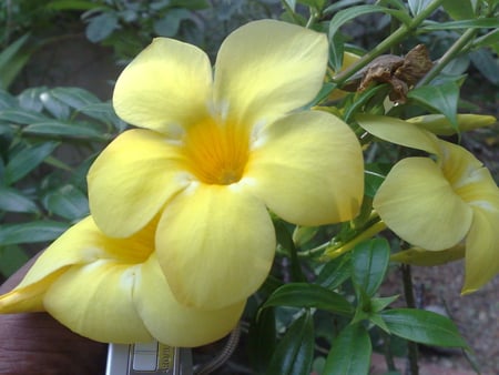 Yellow Flower - flower, yellow, beutiful, green