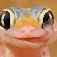 gecko